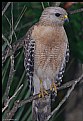 Picture Title - Red Shouldered Hawk