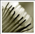 Picture Title - Dandelion 3