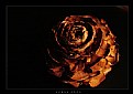 Picture Title - Wooden flower 2
