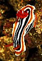 Picture Title - nudibranch-2