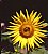 Sunny Sun Flower
