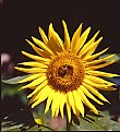 Picture Title - Sunny Sun Flower