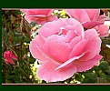 Picture Title - pink rose..