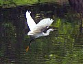 Picture Title - Snowy Egret