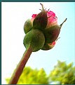 Picture Title - the rose bud....