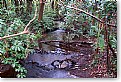 Picture Title - Woodland Stream