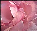 Picture Title -  rose curves....