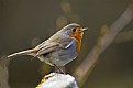 Picture Title - Robin, Exmoor national park.