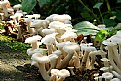 Picture Title - Mushrooms in a row