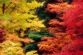 Picture Title - Autumn Palette