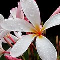 Picture Title - Plumeria in the Rain