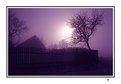 Picture Title - Violet foggy morning