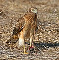 Picture Title - The Feeding Habits of Hawks