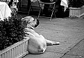 Picture Title - From the dog's life