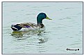 Picture Title - Mr. Mallard