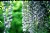 beauty of amethyst(wisteria flower)