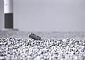 Picture Title - Dungeness