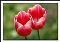 Picture Title - Tulip 13