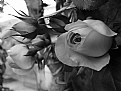 Picture Title - RoSeS in B&W