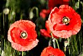 Picture Title - Coquelicots