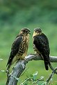 Picture Title - Immature Merlins