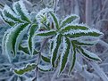 Picture Title - Sumac with frost