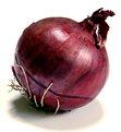 Picture Title - Red Onion