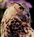 Picture Title - Wise Old Owl