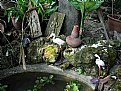 Picture Title - Garden Pond