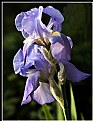 Picture Title - IRIS