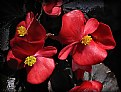 Picture Title - Red Begonias