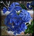 Picture Title - Blue Plumbago