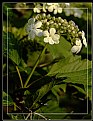 Picture Title - Cranberry Blossoms