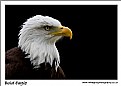 Picture Title - Bold Eagle