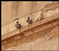 Picture Title - pigeons on the wall..