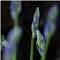 Picture Title - Shady Bluebell Buds