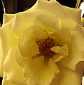 Picture Title - Yellow Rose