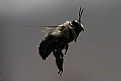 Picture Title - The Bee