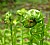 fiddlehead in the forest