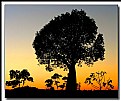 Picture Title - Trees at Sunset.