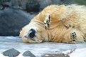 Picture Title - Sleeping Bear