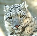 Picture Title - Snow Leopard