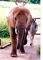 Picture Title - Elephant