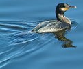 Picture Title - Common Merganser