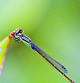 Picture Title - Close up on a Damselfly