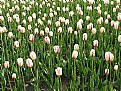 Picture Title - TulipField