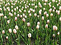 Picture Title - TulipField