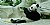 Panda with Bamboo (3)