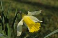 Picture Title - Spring Daffy