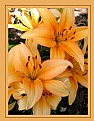 Picture Title -  Tiger Lilly